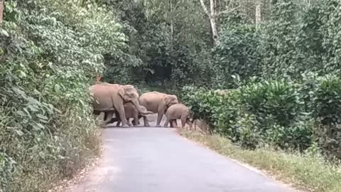 Elephant family crossing road sholayar rain forest