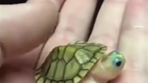 Cutest small baby tortoise