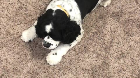 Cocker Spaniel Enjoys Herding Feline Friend