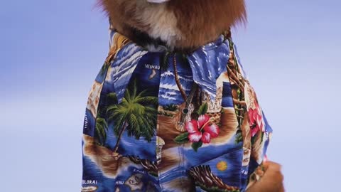 Fashionable-Happy-Dog