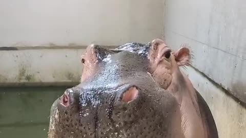 The breeder feeds the lotus root to the hippopotamus