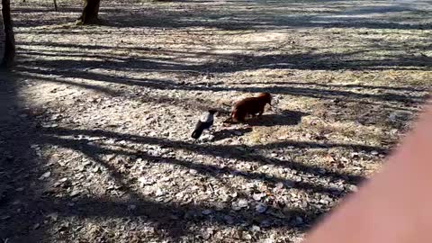 Sneaky Crow Nips At Unsuspecting Dachshund’s Tail