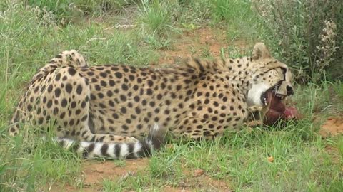 Rescued cheetah enjoying lunchtime