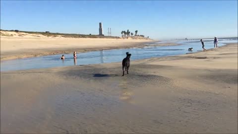 Great Dane Splish Splashing at the Beach