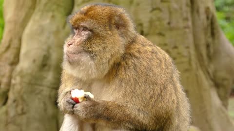 Monkey eating apple animal funny