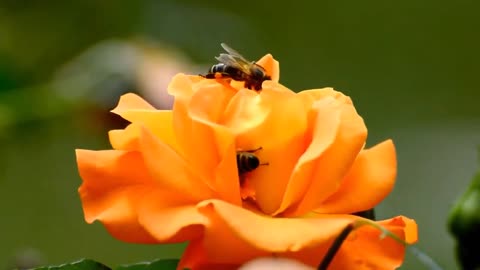 HD Bees and Flowers Video /Background |No Text |No Sound.