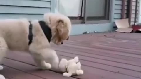 A Dog is playing With a Toy looks like A Dog