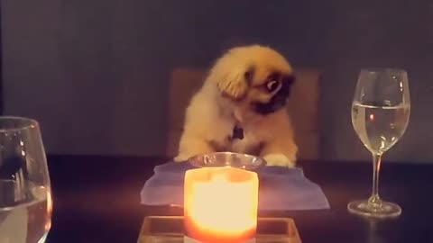 Pampered pup enjoys nice candlelight dinner