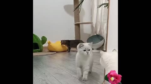The cat plays in front of the mirror