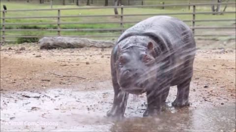 Baby Hippos Swimming - CUTEST Compilation