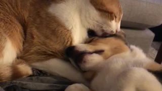 Kitty Helps Keep Corgi Clean