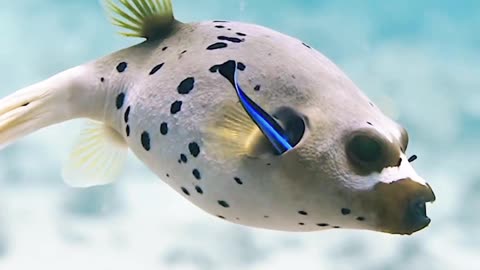Satisfying Spotted Boxfish ASMR That Makes You Calm Original Satisfying Videos PART - 10