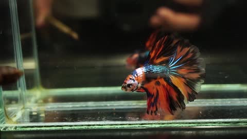 Betta fish halfmoon