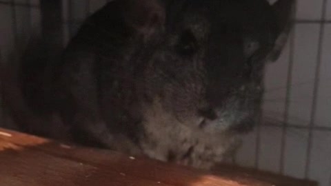 Sassy chinchilla wants a better treat