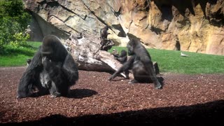 Toddler Gorilla Frolics With Mum On 1st Birthday