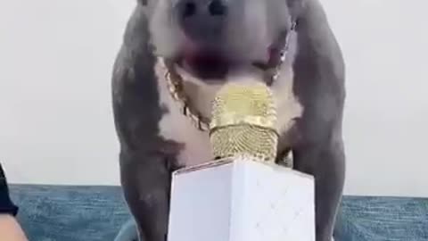 Funny Dog Video This Dog is very Angry Dog