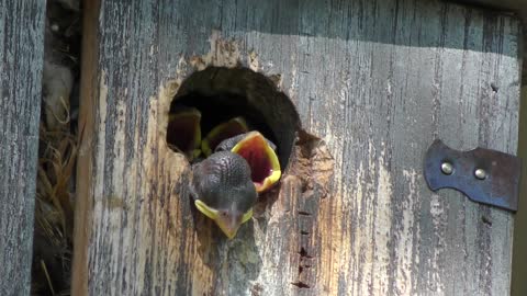 New born sparrows in a bird house waiting for food...so cute