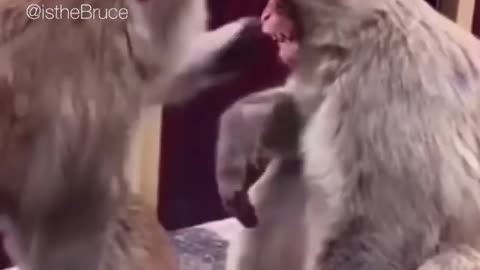 Monkey tries to breafstfeed his sibling