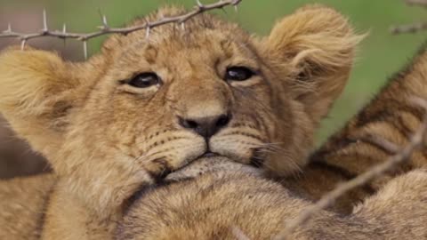 big cat sleeping lion