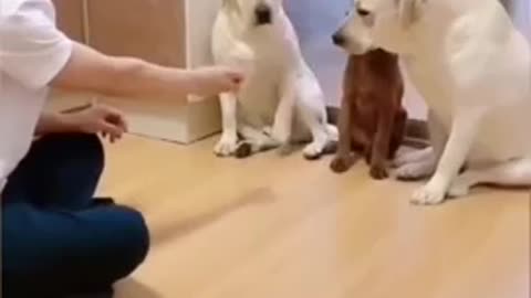 Unbelievable!!! Funny Dog Videos Try Not To Laugh 🦴🐕🐶✔️3