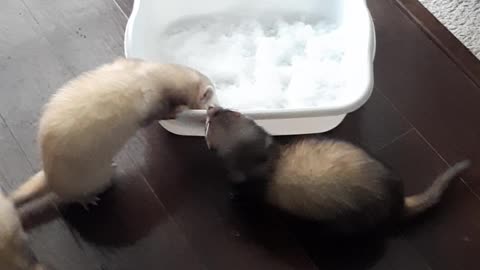 3 Ferrets and a Bucket of Snow