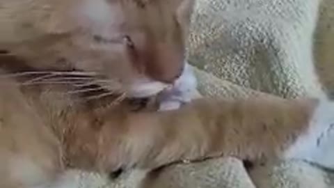 Cats clean themselves by licking their fur with their tongue