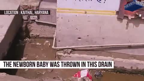 How dogs saved new born baby dumped in a drainage