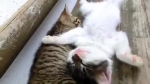 funny cats cut videos funny really comedy sleeping cate
