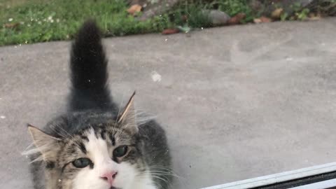 Parrot Plays Peek-A-Boo With Neighbors Cat