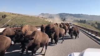 Bison Stampede at Yellowstone
