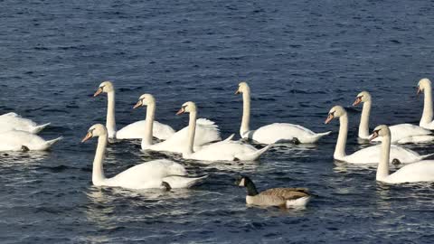 Group of Swans
