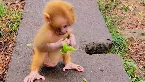 Pretty baby monkey?