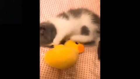 Cute andFunny Pets