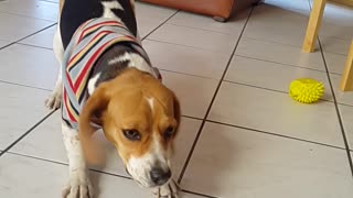 Vacuum cleaner drives beagle nuts!