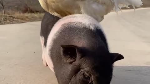 Lazy chicks is on thier friend pig 🐷