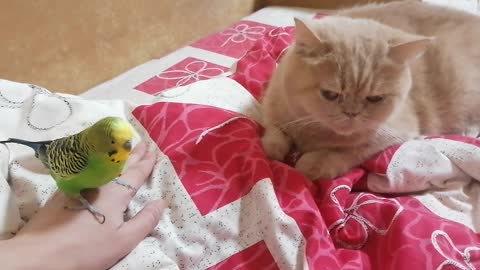 Кот и птица, милые животные #170