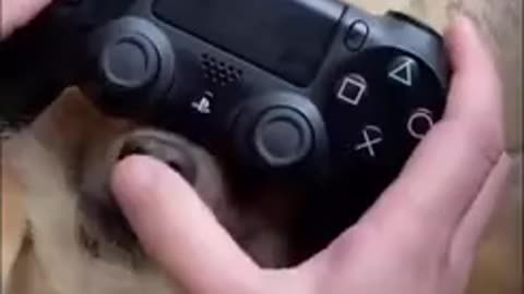 How to play playstation with my dog