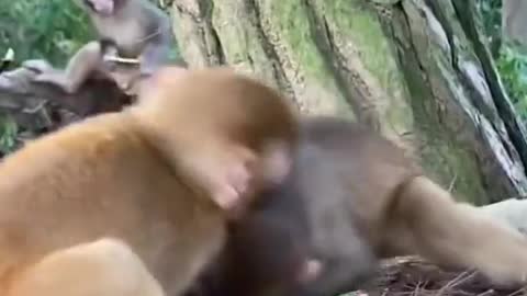 Monkey baby fighting