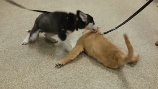 Cachorros se hacen amigos durante una clase de entrenamiento para perros