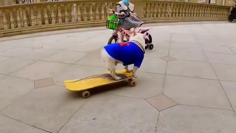 Bulldog in skateboard#viralshorts#frenchbulldogs