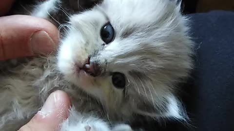 Gray kitten ❤