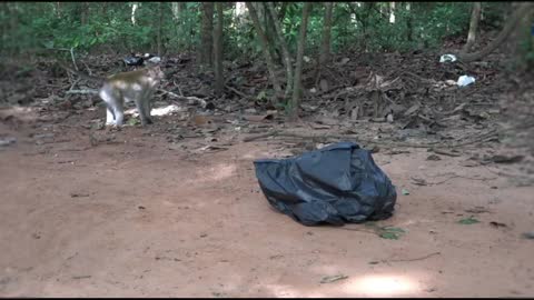 Unknown Black Bag Frighten Two Scary Monkeys