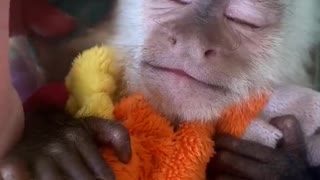 Baby Capuchin Monkey Needs a Nap