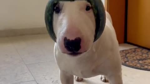 sparky_minibullterrier