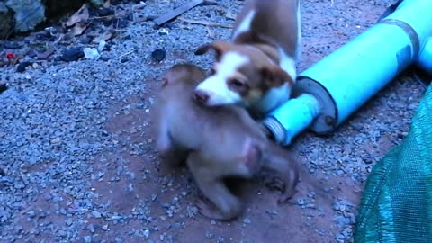 Puppy tried to help baby monkey hand stuck on tube