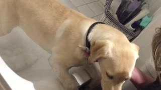 Puppy Gets a Bubble Bath