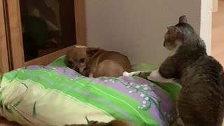 Cat Wants Attention From A Dog