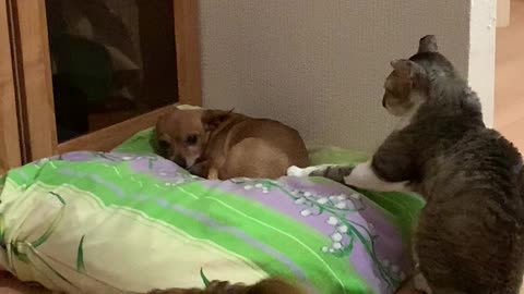 Cat Wants Attention From A Dog