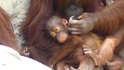Orangutan Family Fun! Swinging, Snuggling, & Laughter in the Jungle