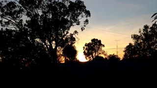 Cockatoos, Corellas and Galahs at Wakool.